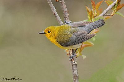  Prothonotary Warbler 1