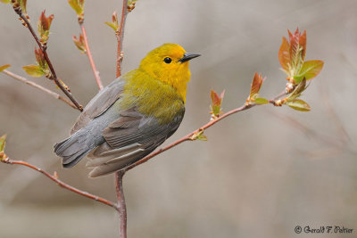  Prothonotary Warbler 2