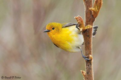  Prothonotary Warbler 3