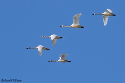  Trumpeter Swans 1