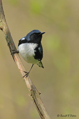  Black - throated Blue Warbler 2