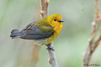  Prothonotary Warbler 4