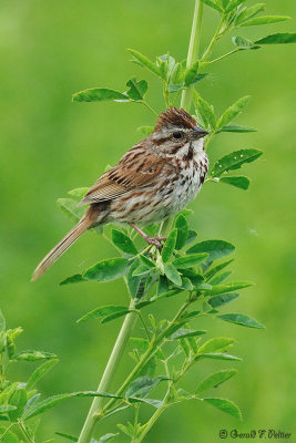  Song Sparrow 1