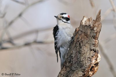  Downy Woodpecker 1 