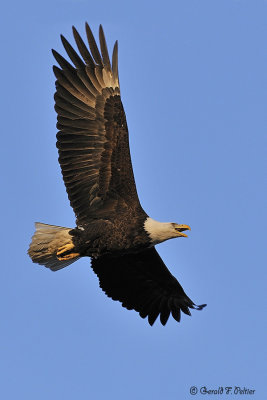  Bald Eagle 27