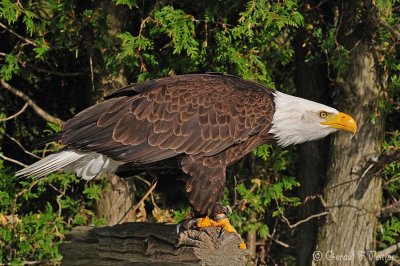 Bald Eagle 25 ( captive )