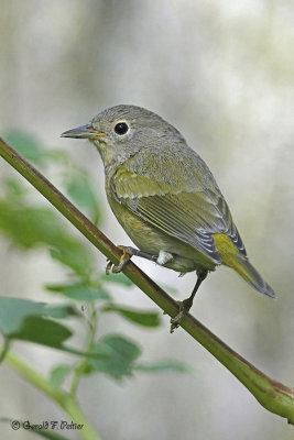  Nashville Warbler 