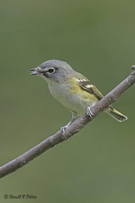  Blue-headed Vireo 2