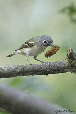  Blue - headed Vireo 5