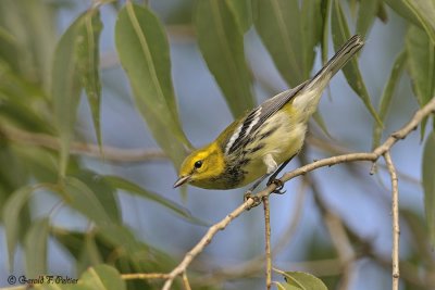  Black - throated Green Warbler 4