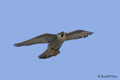 Peregrine Falcon 1