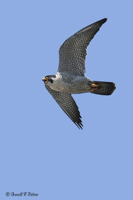  Peregrine Falcon 2