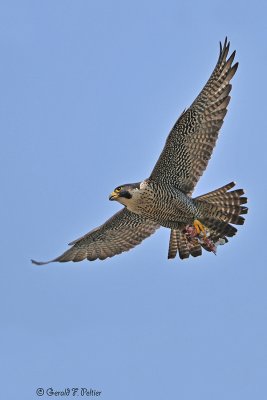  Peregrine Falcon 3