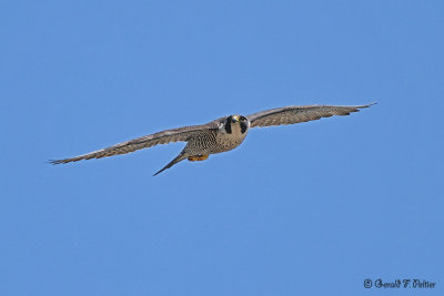 Peregrine Falcon 4