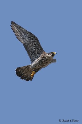 Peregrine Falcon 5