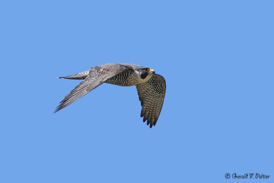 Peregrine Falcon 8