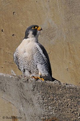  Peregrine Falcon 9