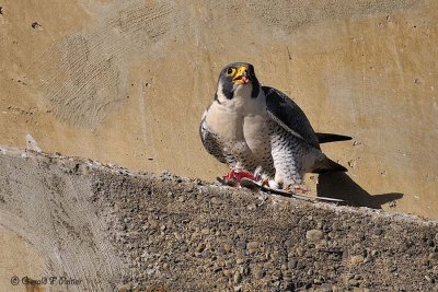  Peregrine Falcon 11