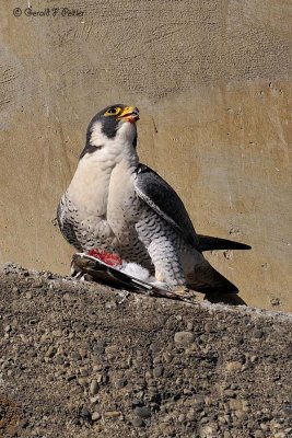 Peregrine Falcon 12
