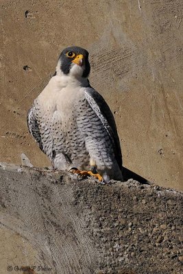   Peregrine Falcon 14