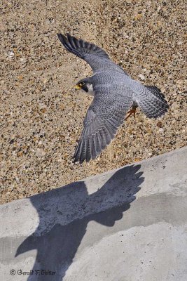  Peregrine Falcon 15