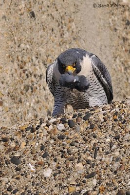 Peregrine Falcon 16