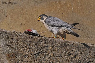  Peregrine Falcon 18