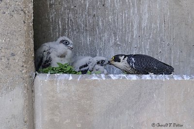 Peregrine Falcon's 19