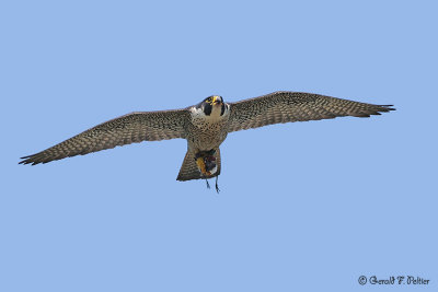 Peregrine Falcon 20