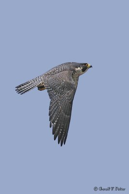 Peregrine Falcon 21