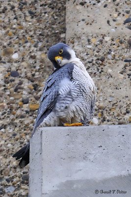  Peregrine Falcon 22