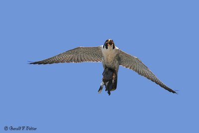 Peregrine Falcon 23