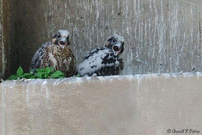 Peregrine Falcon 24