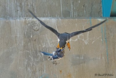 Peregrine Falcon 25