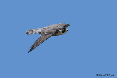 Peregrine Falcon 26