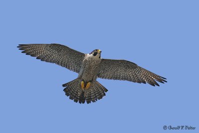Peregrine Falcon 27