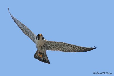 Peregrine Falcon 28