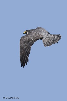 Peregrine Falcon 30