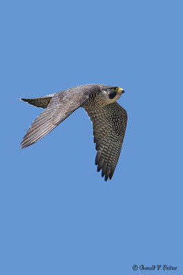 Peregrine Falcon 31