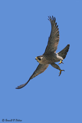 Peregrine Falcon 32
