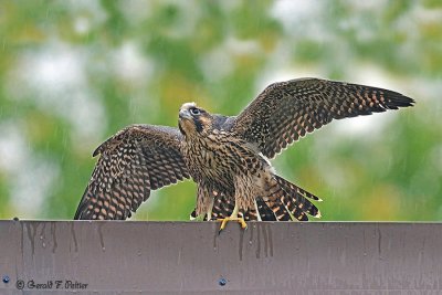 Peregrine Falcon 33