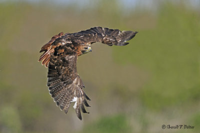  Red - tailed Hawk 3  ( captive )