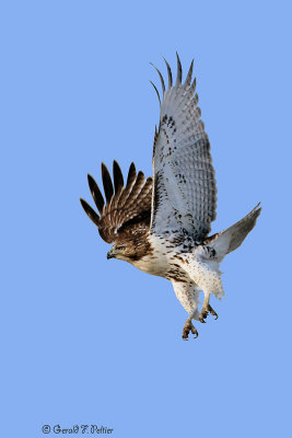  Red - tailed Hawk  1