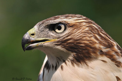 Red - tailed Hawk  2