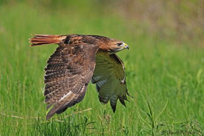Red - tailed Hawk  4  ( captive )