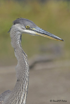  Great  Blue Heron 8