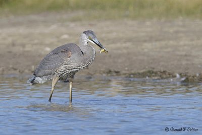  Great Blue Heron 9
