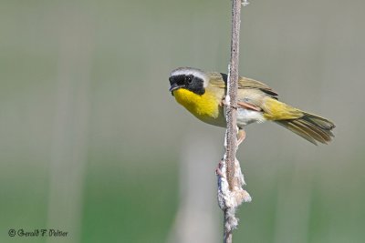  Common Yellowthroat 1