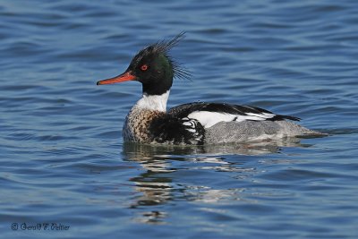  Red-breasted Merganser 1 
