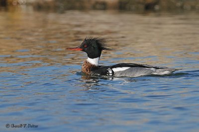  Red - breasted Merganser 4